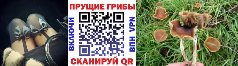 что такое   Тамбов  Псилоцибиновые грибы MAGIC MUSHROOMS 